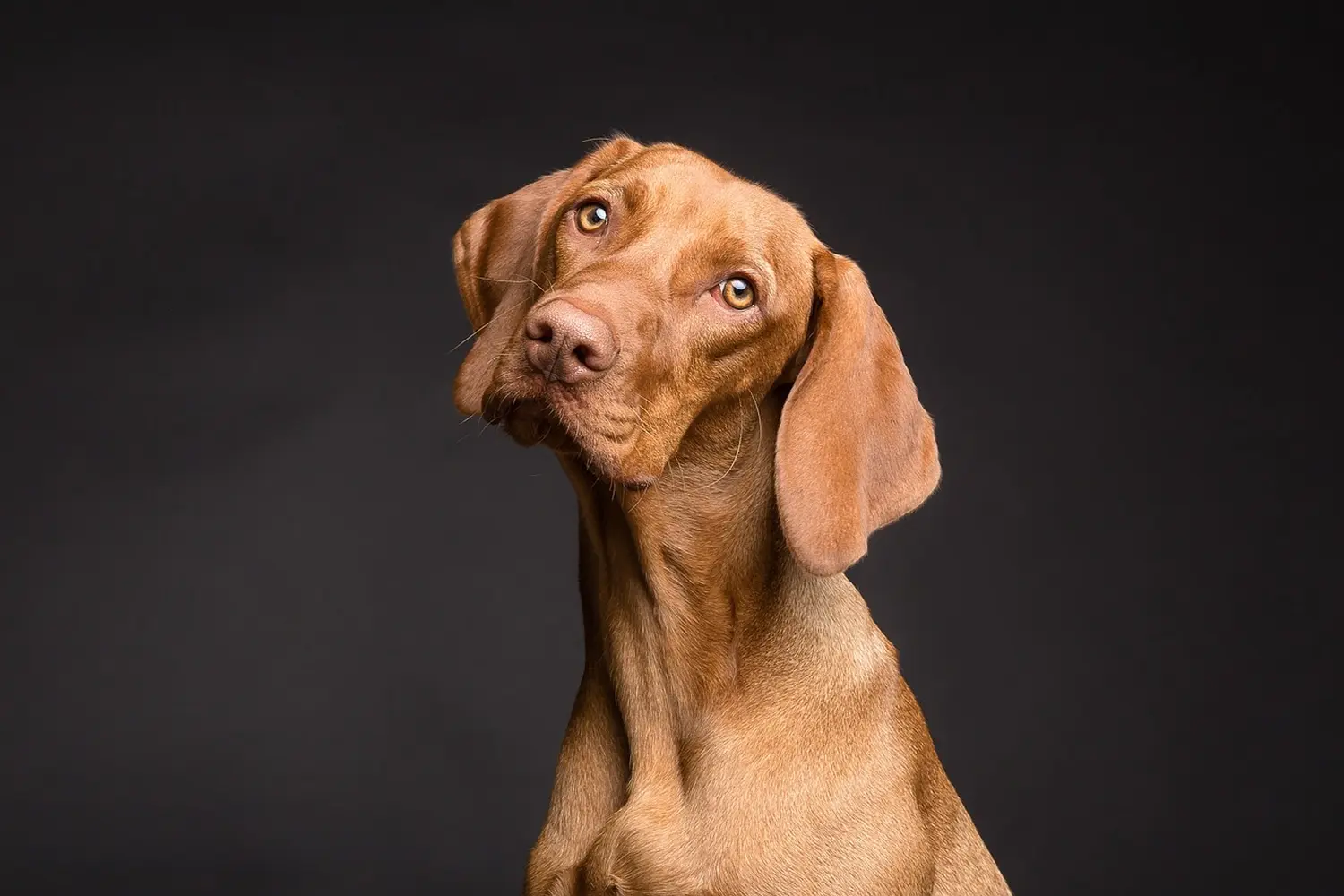 Hund Anja Baum