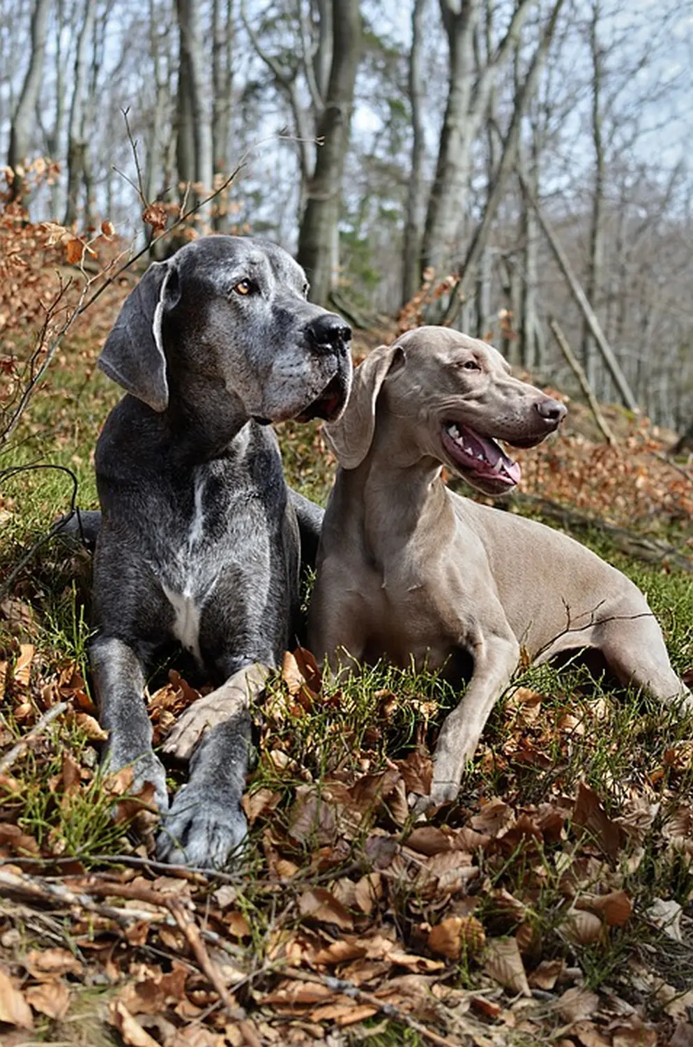 Hund Anja Baum