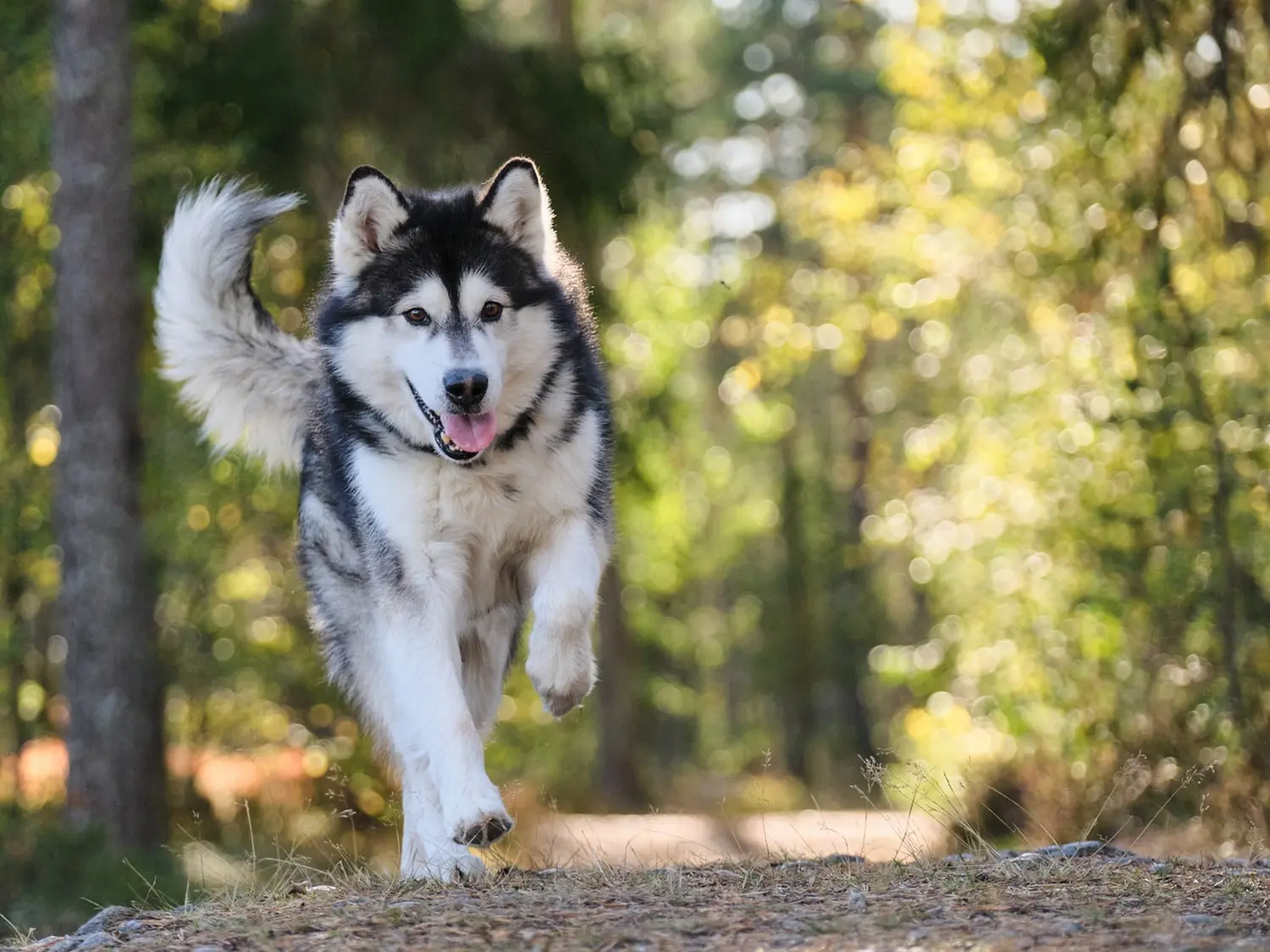 Hund Anja Baum