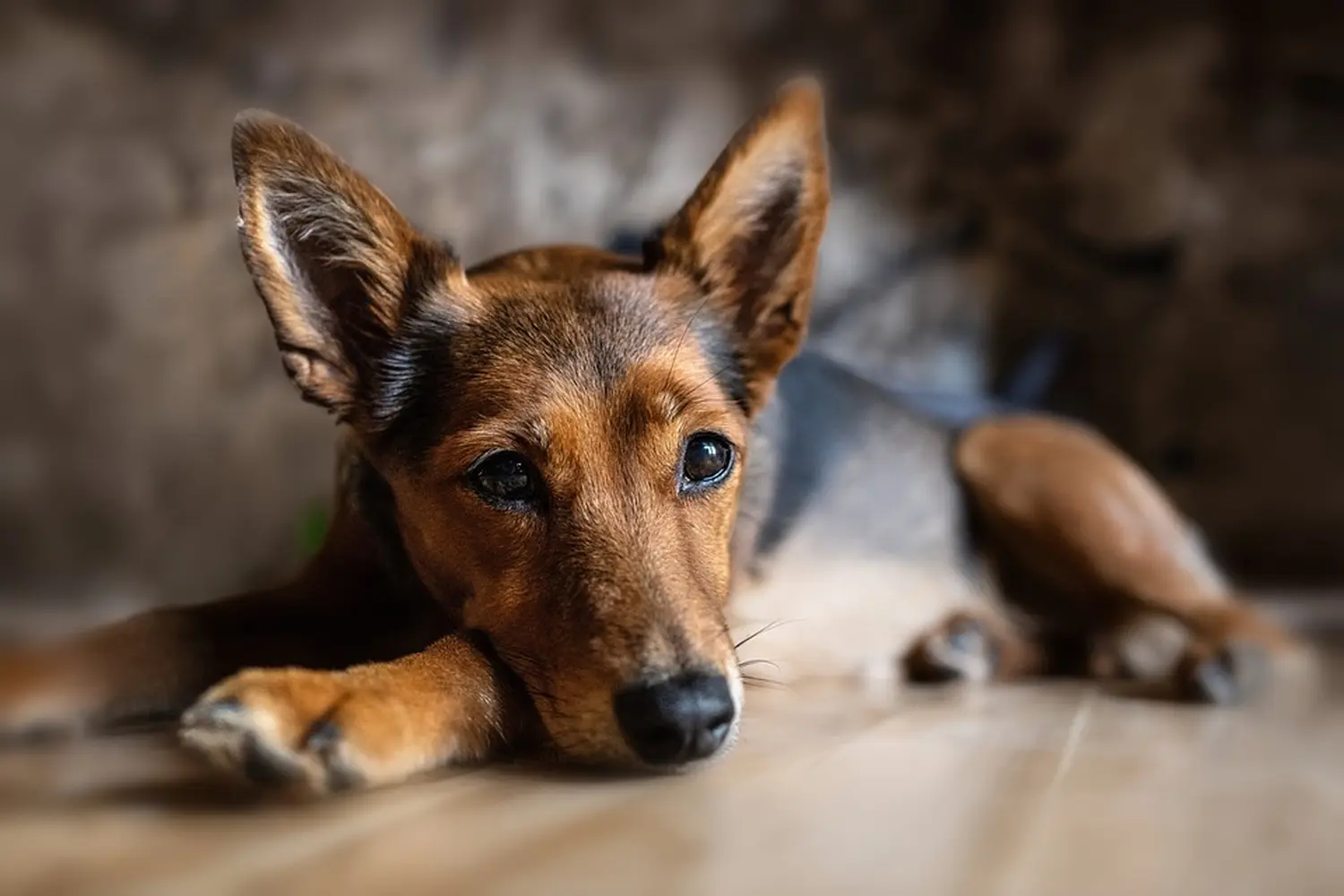 Hund Anja Baum