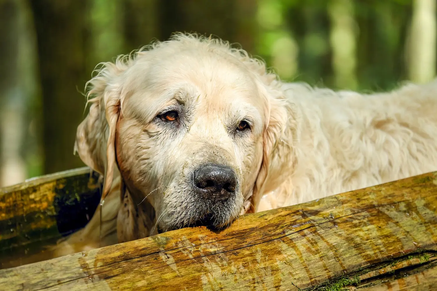 Hund Anja Baum