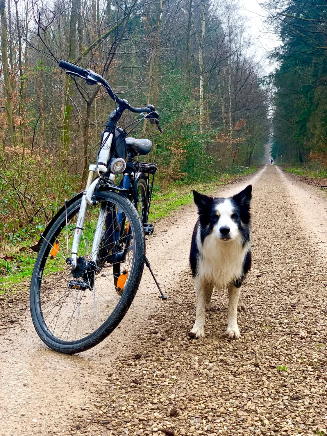 Hund Anja Baum