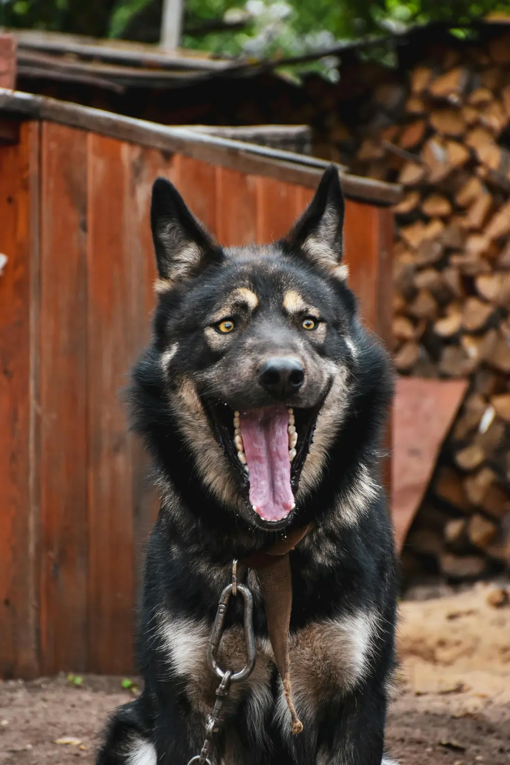 Hund Anja Baum